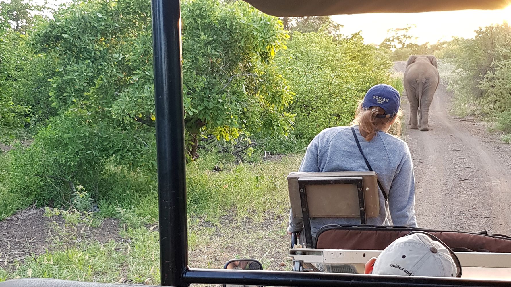 blog-news-projektbesuch-ecoquest-suedafrika-game-drive-elefant-natucate