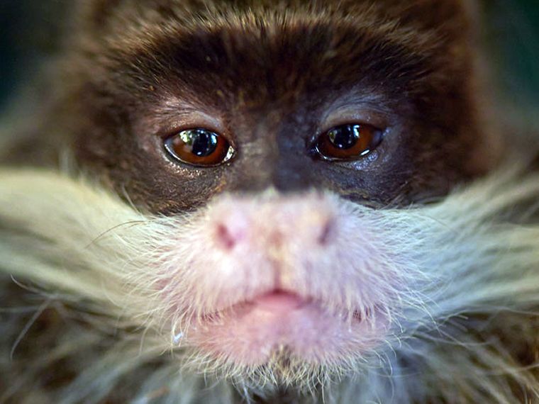 naturwissen-suedamerika-blog-tamarinaffe-blog-natucate