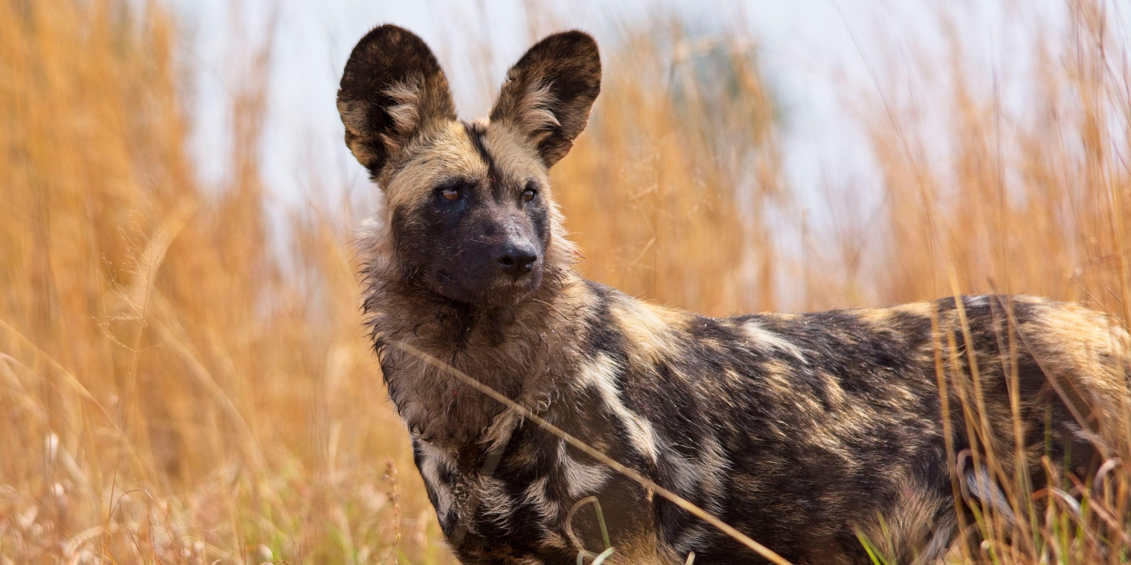 natucate-trip-zambia-safari-walking-robin-pope-mobile-wild-dogs