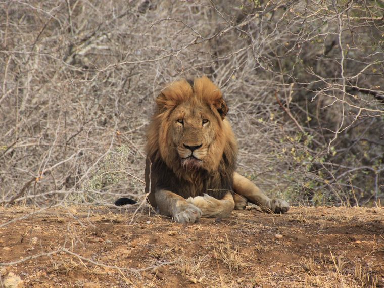 erfahrungsberichte-rangerkurse-field-guide-level-1-kea-maennlicher-loewe
