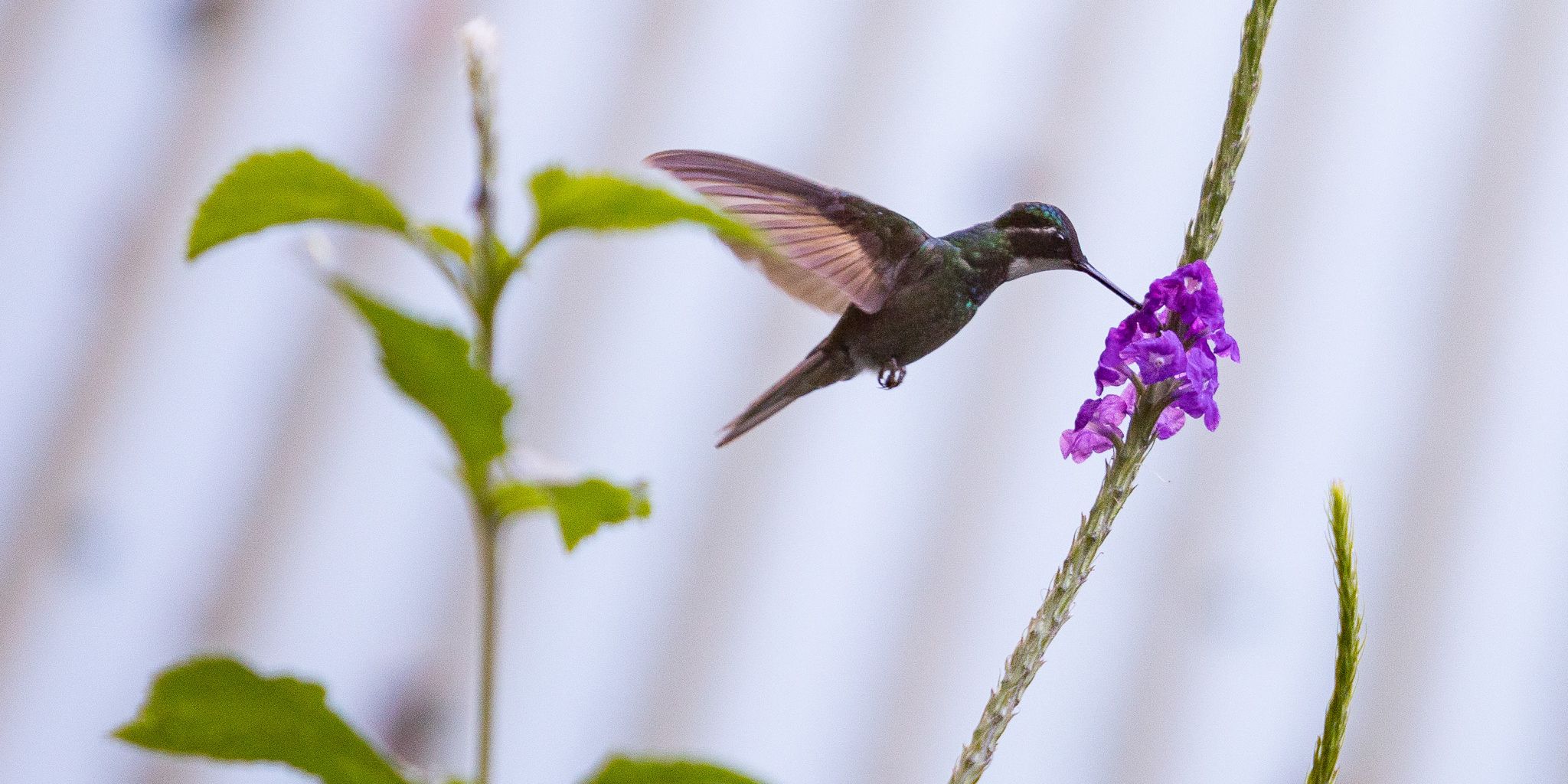 natucate-volunteer-abroad-costa-rica-nature-conservation-bird