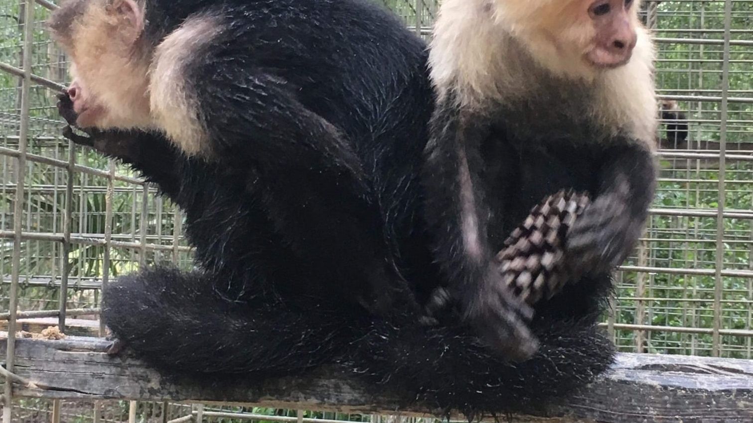 erfahrungsbericht-usa-florida-wildlife-vor-ort-tierschutz-affe-natucate