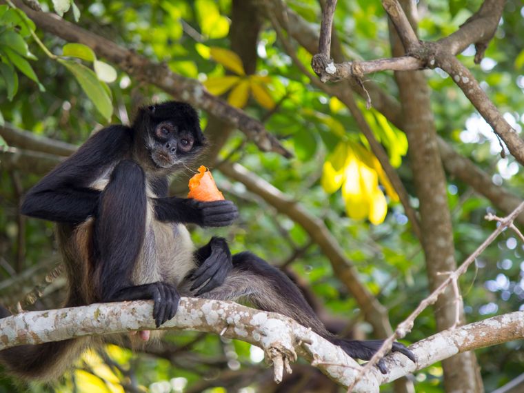 Klammeraffe sitzt auf dem Baum und isst Fr&uuml;chte