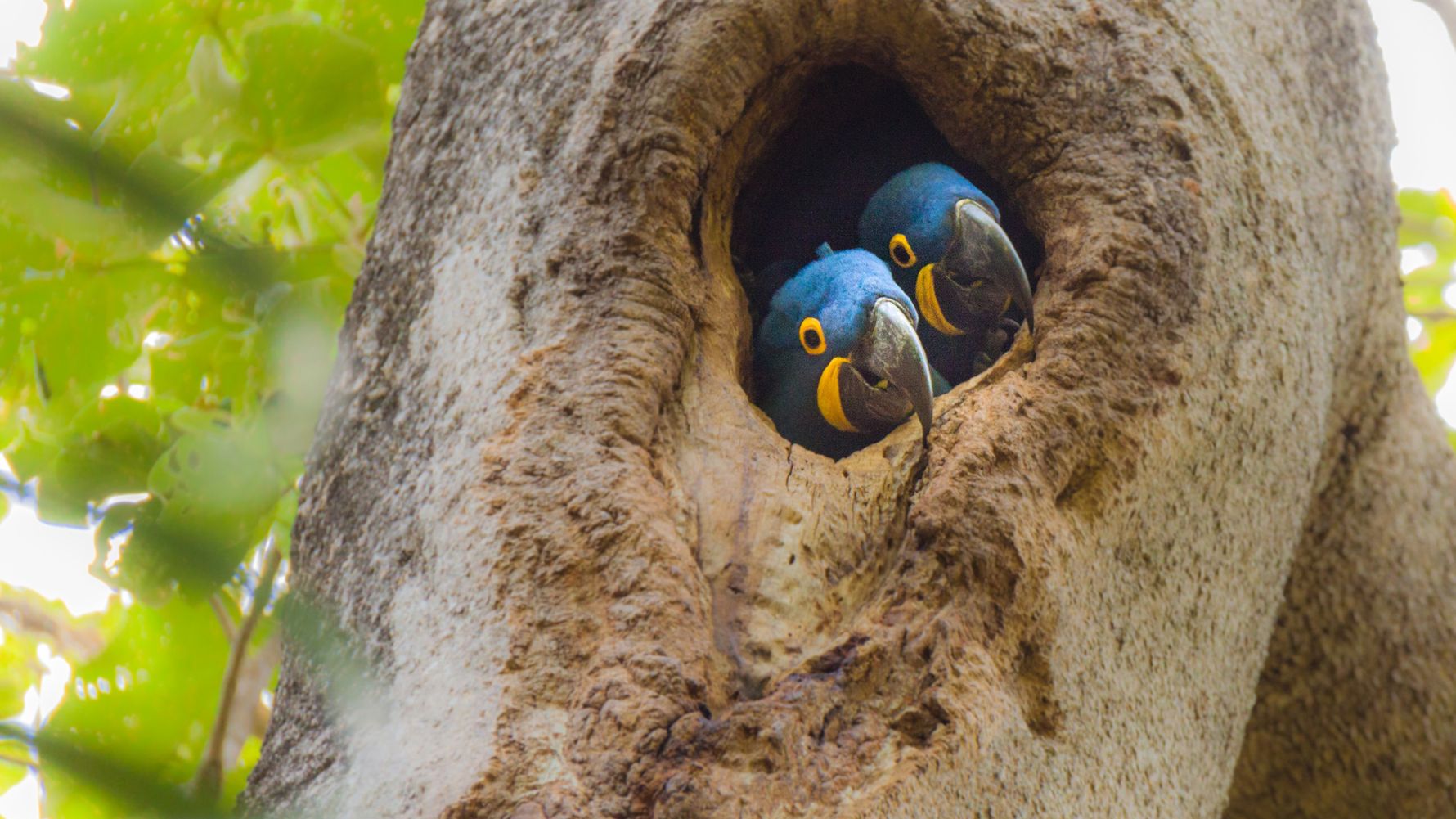 Two blue macaws are in a tree hollow or tree hole (half-closed cavity).