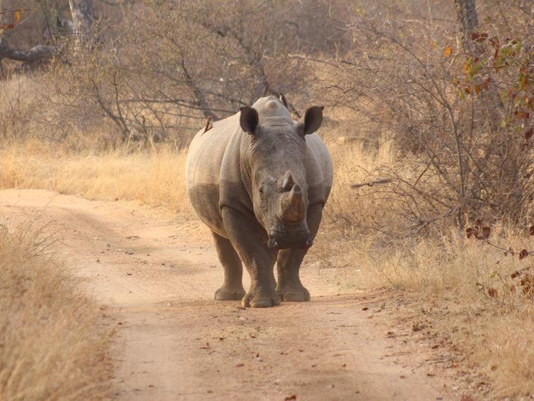 artenschutz-bedrohte-tierarten-nashorn