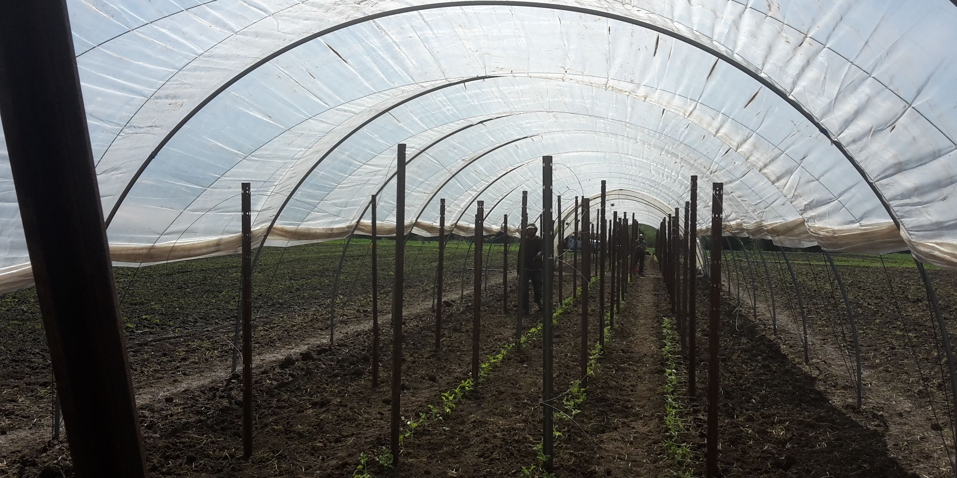 Praktikanten in der USA bei der Pflege eines Gewaechshauses