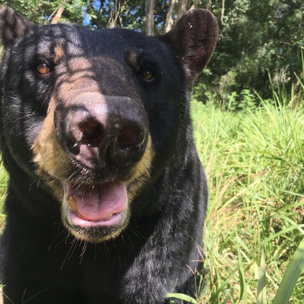 erfahrungsbericht-usa-florida-wildlife-vor-ort-tierschutz-baer-natucate