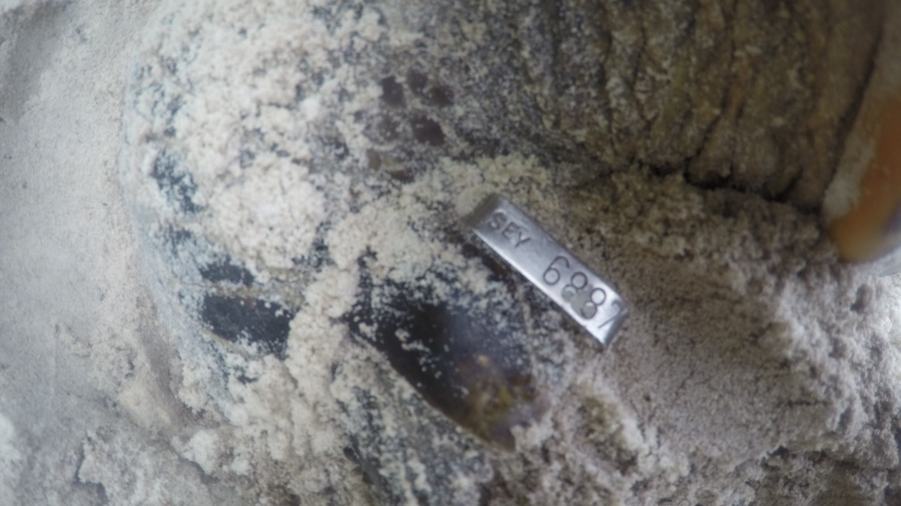 Artenschutz auf den Seychellen: Markierte Schildkroeten