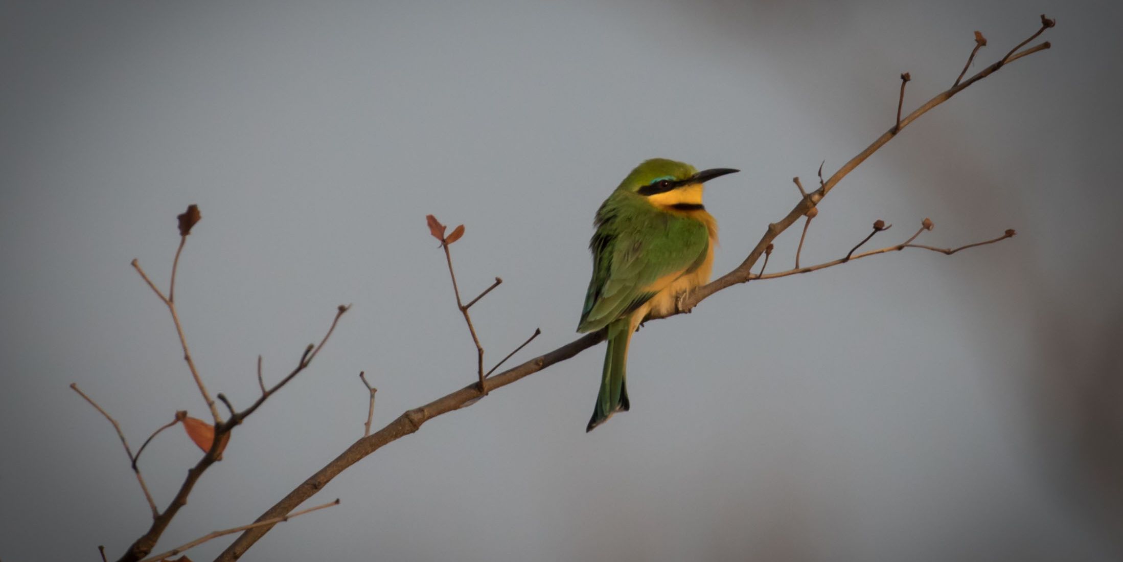 Ein Zwergspint sitzt auf einem Ast in der Steppe
