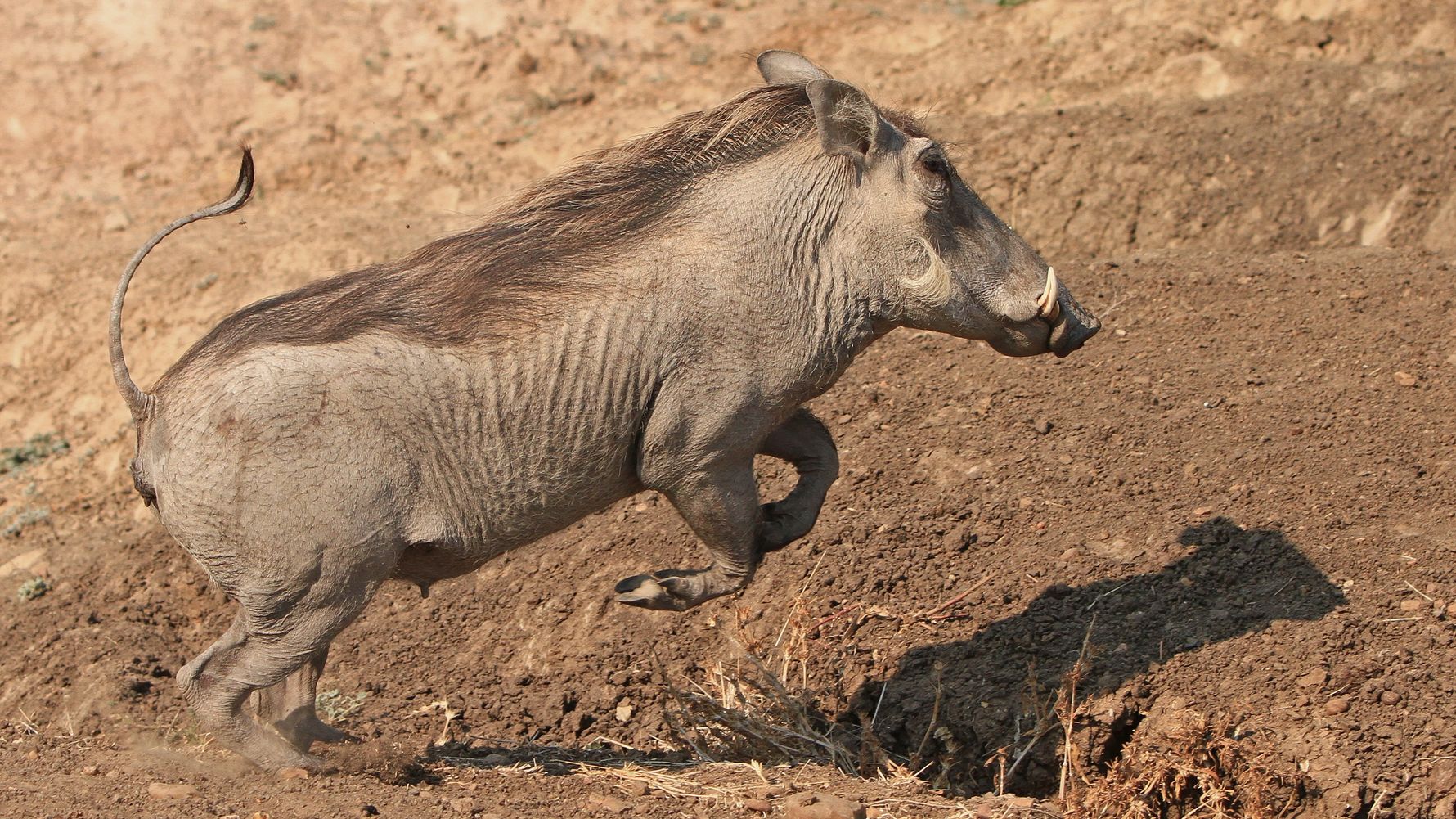 Warzenschwein springend