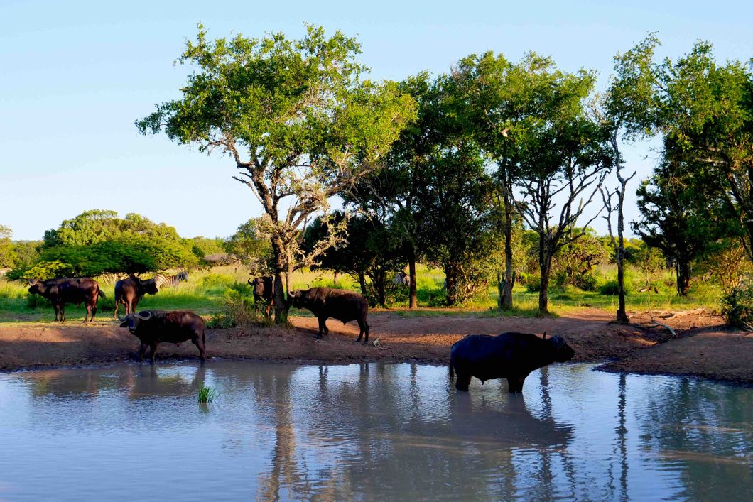 natucate-internship-south-africa-zululand-buffalo