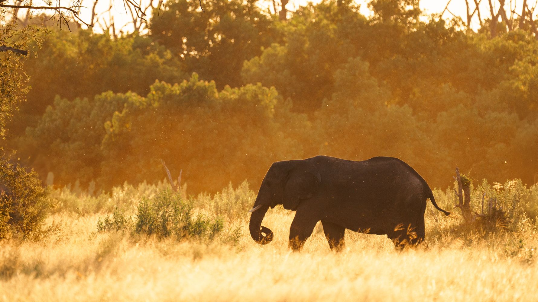 Elepfant Sonnenuntergang