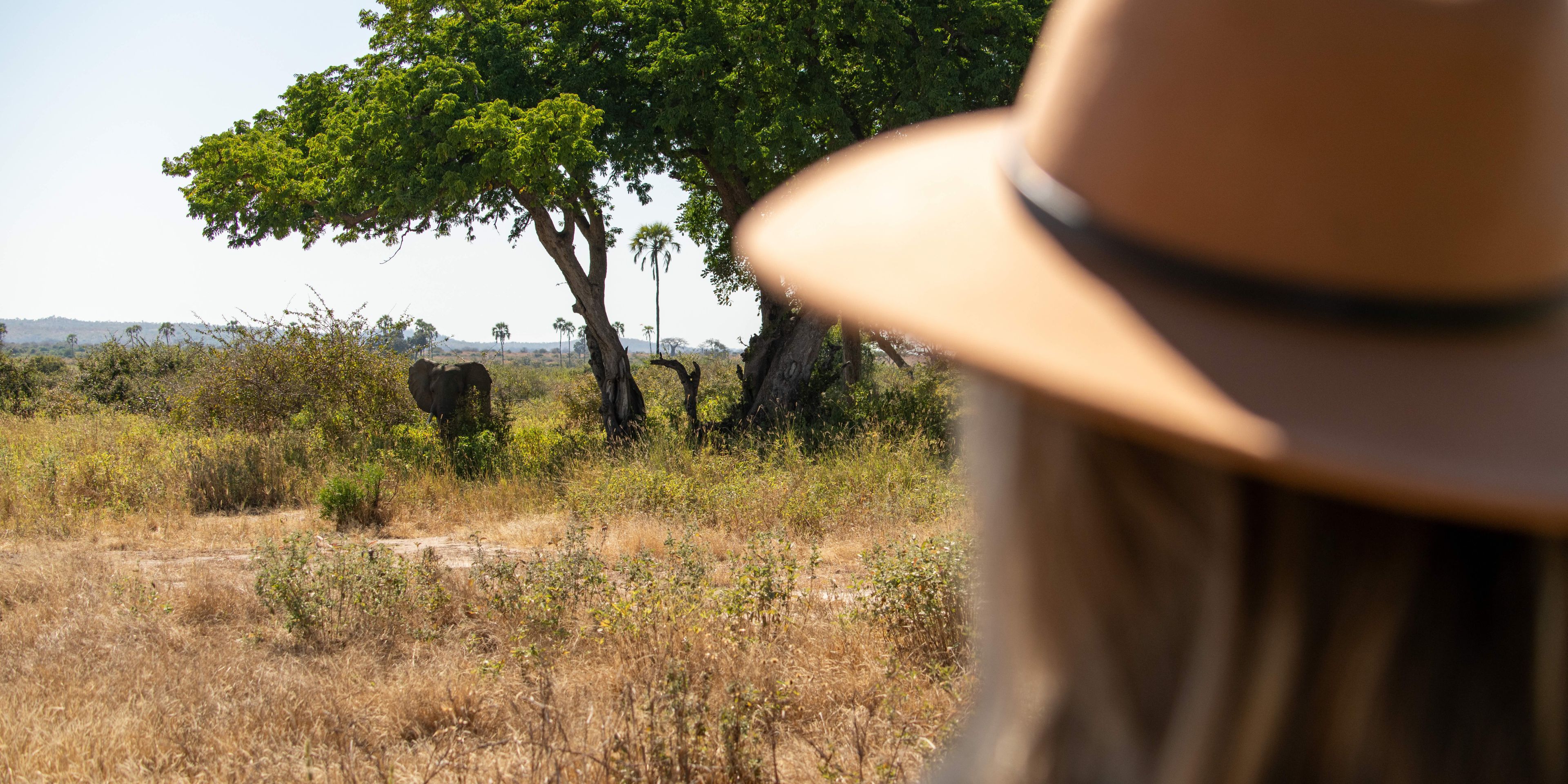 View of an elephant under a tree