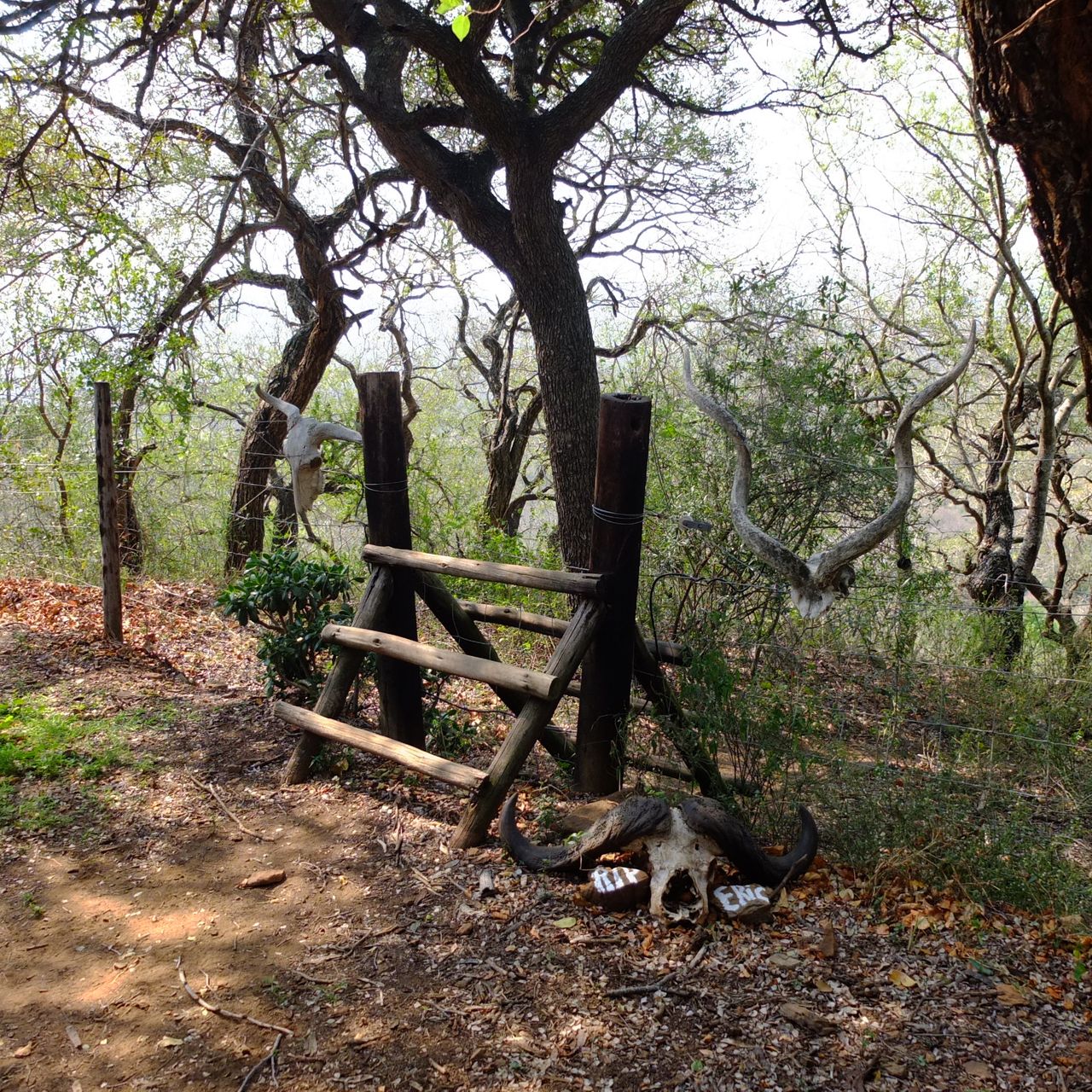 Volunteering in Suedafrika: Ein Zaun mit einem Gatter in der Wildnis