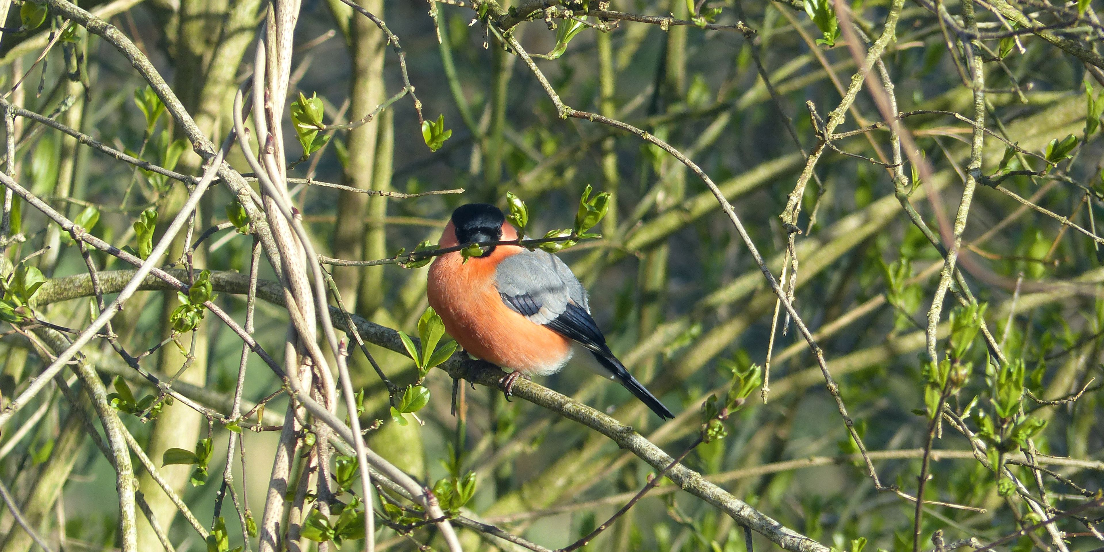 naturreise-deutschland-ostfriesland-ecotour-vogelwelt-natucate