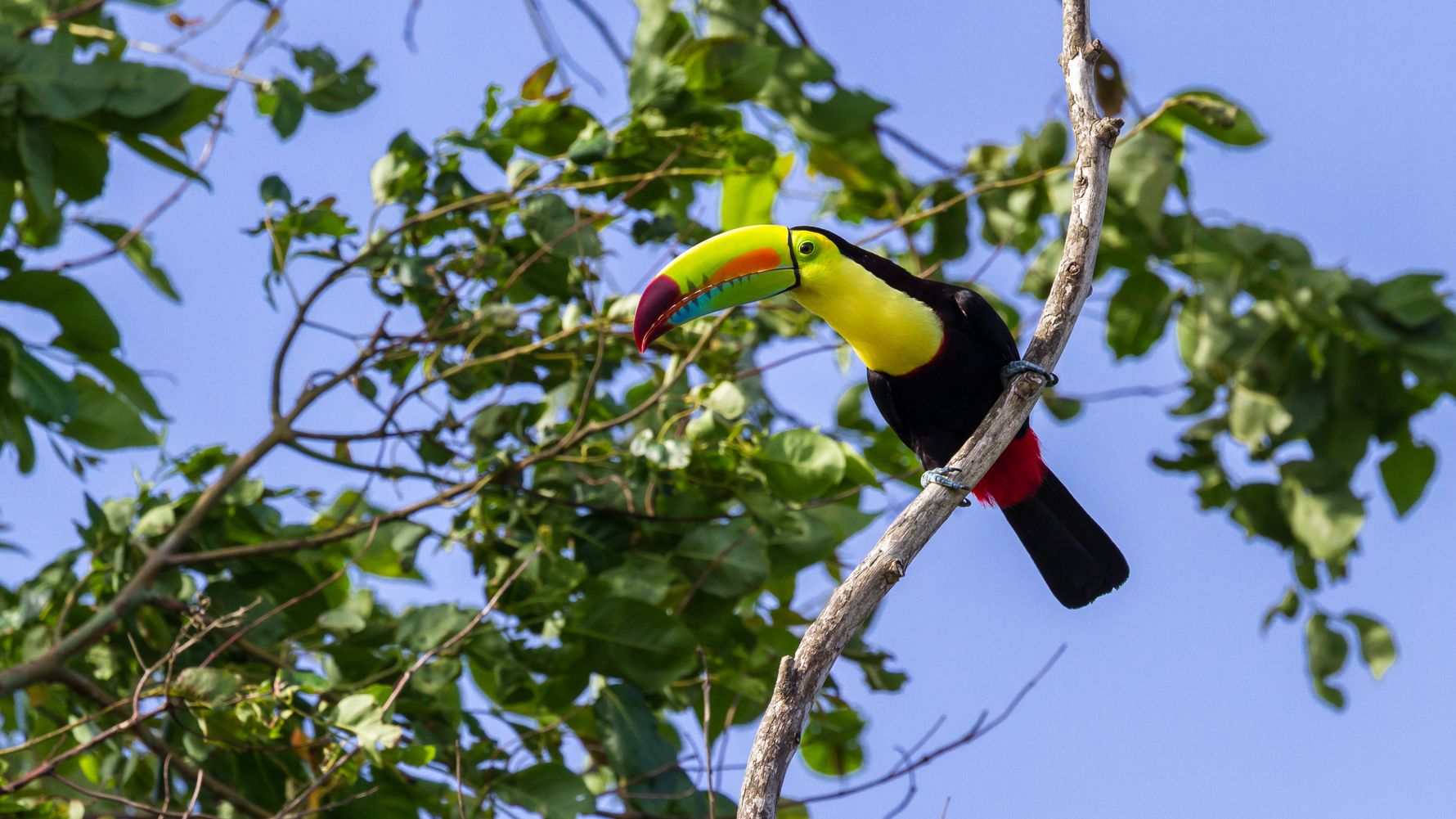 Toucan