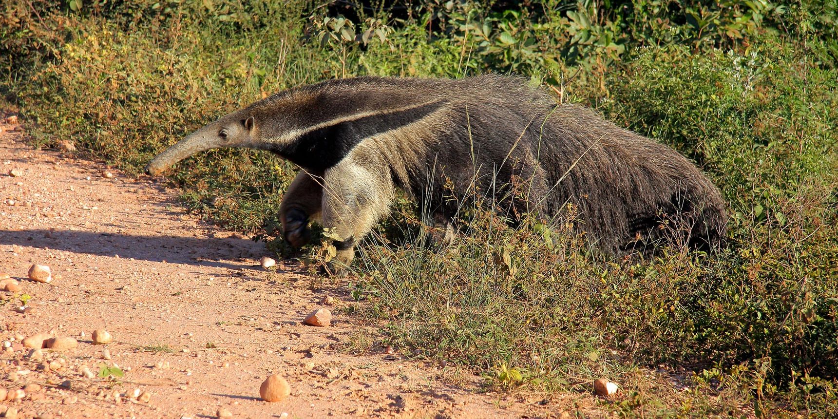 An anteater moves from a grassy verge onto a gravel path in Brazil, South America