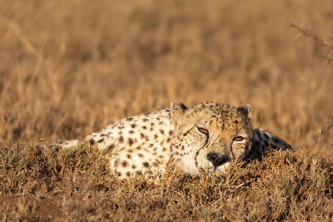 A South African cheetah lies flat in the brownish, flat grass, illuminated by the sun and keeping its eyes open only as small slits.