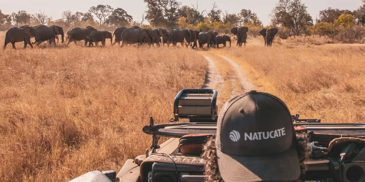 naturkurs-botswana-track-and-trail-elefanten-natucate