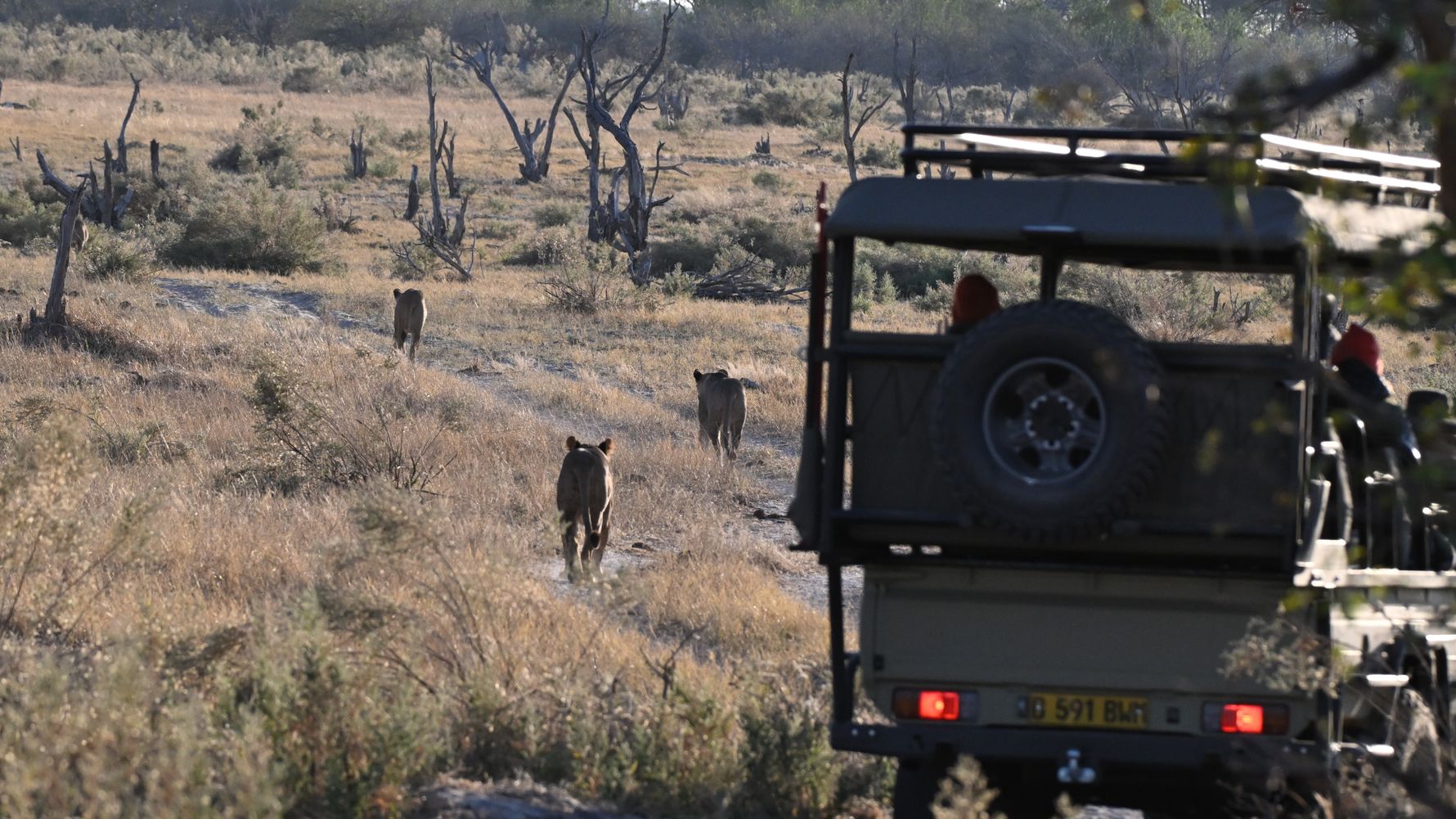 L&ouml;wen im Okavango Delta
