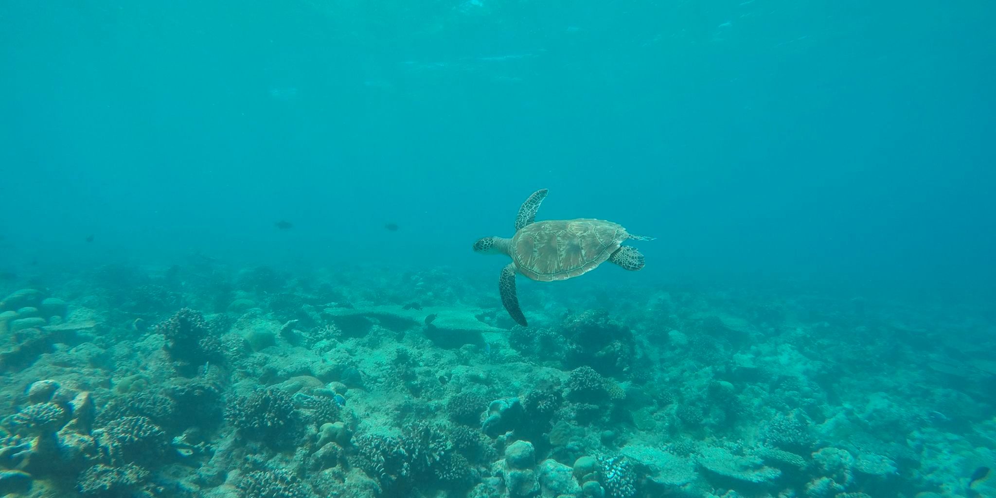 A sea turtle is swimming in a coral reef off the Maldivian coast in the Indian Ocean