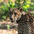 malawi-country-information-majete-wildlife-cheetah