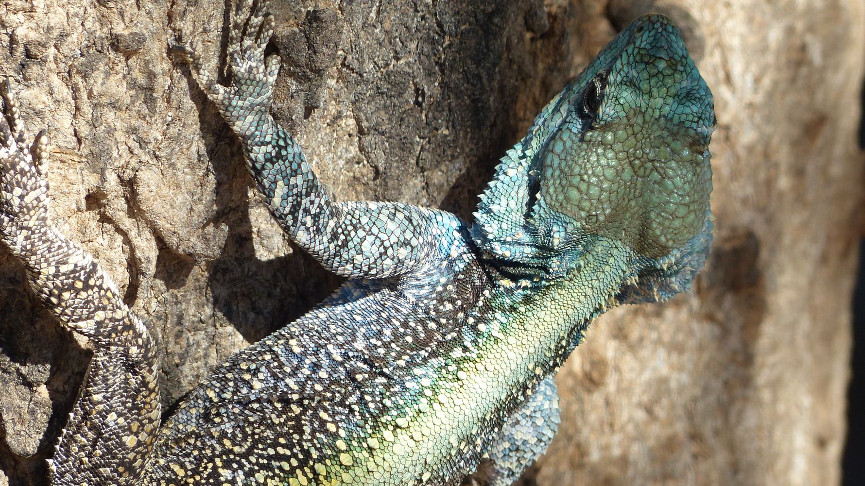 Gecko Gr&uuml;n-T&uuml;rkis
