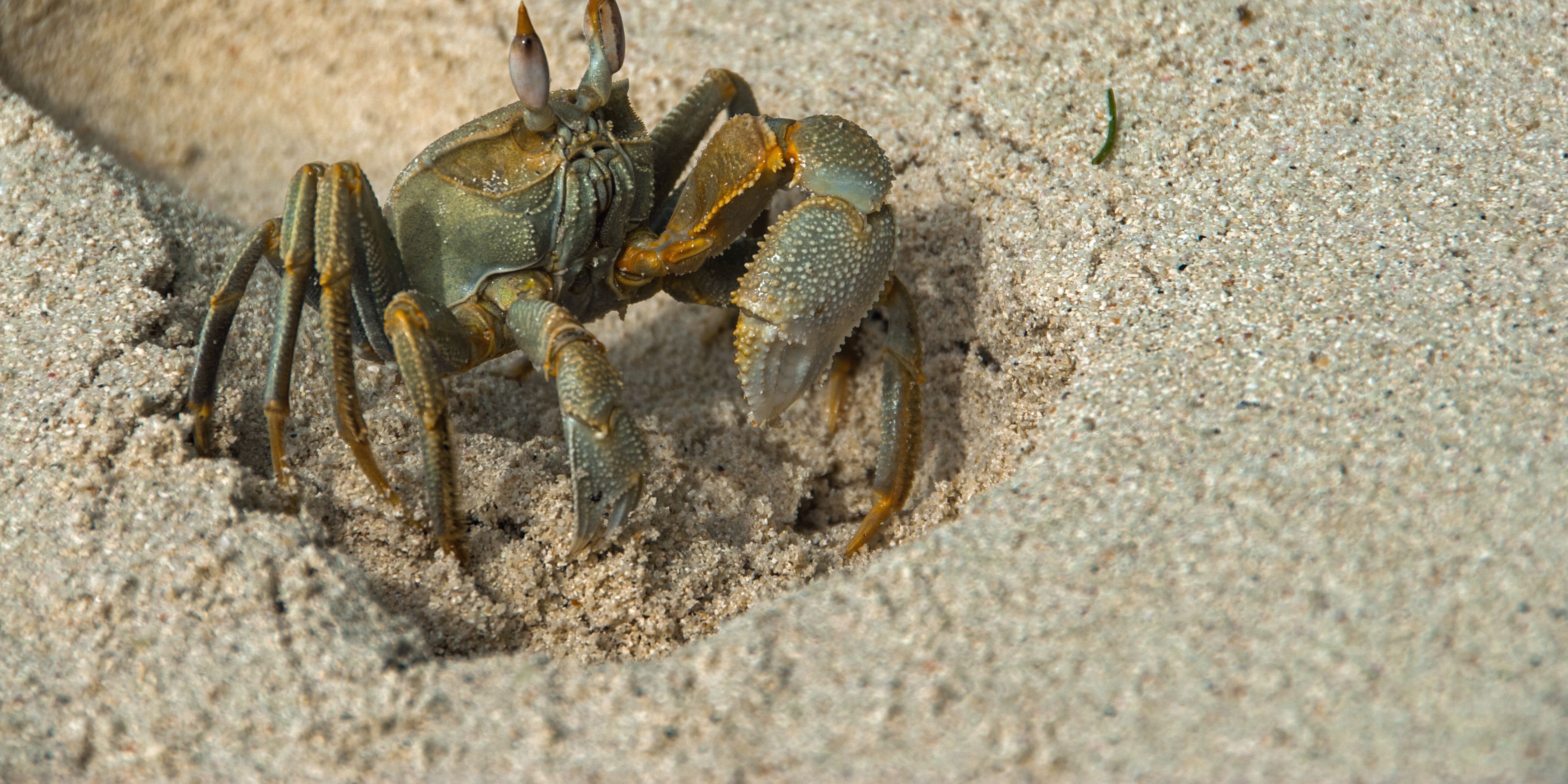 Volunteering im Artenschutz: Eine gehoernte Geisterkrabbe an einem Strand der Malediven