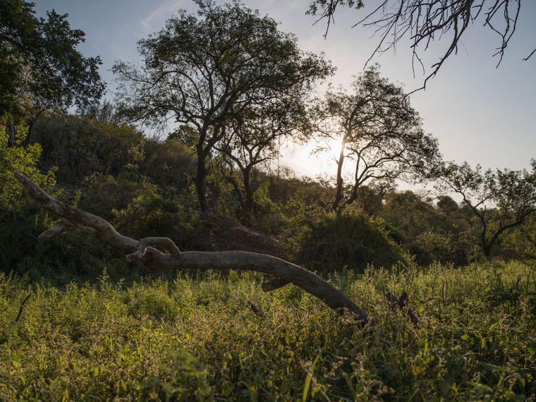 Rangerkurs: Blick auf die Wildnis Afrikas