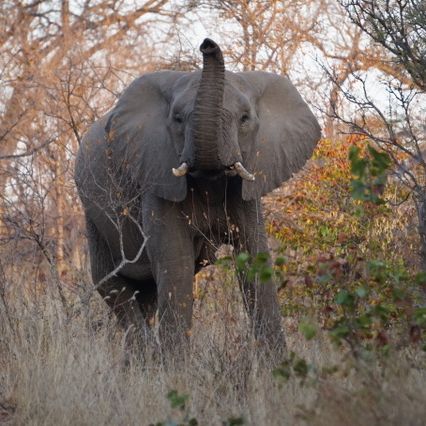 erfahrungsberichte-suedliches-afrika-fgl1-rangerausbildung-elefant-natucate