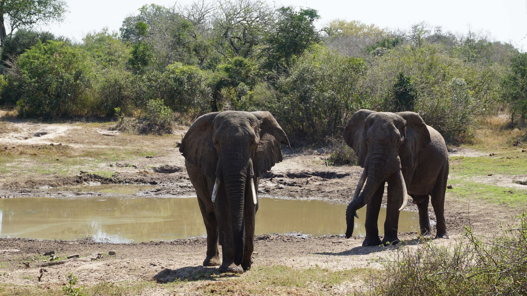 erfahrungsberichte-freiwilligenarbeit-artenschutz-suedafrika-zululand-svenja-elefanten-natucate