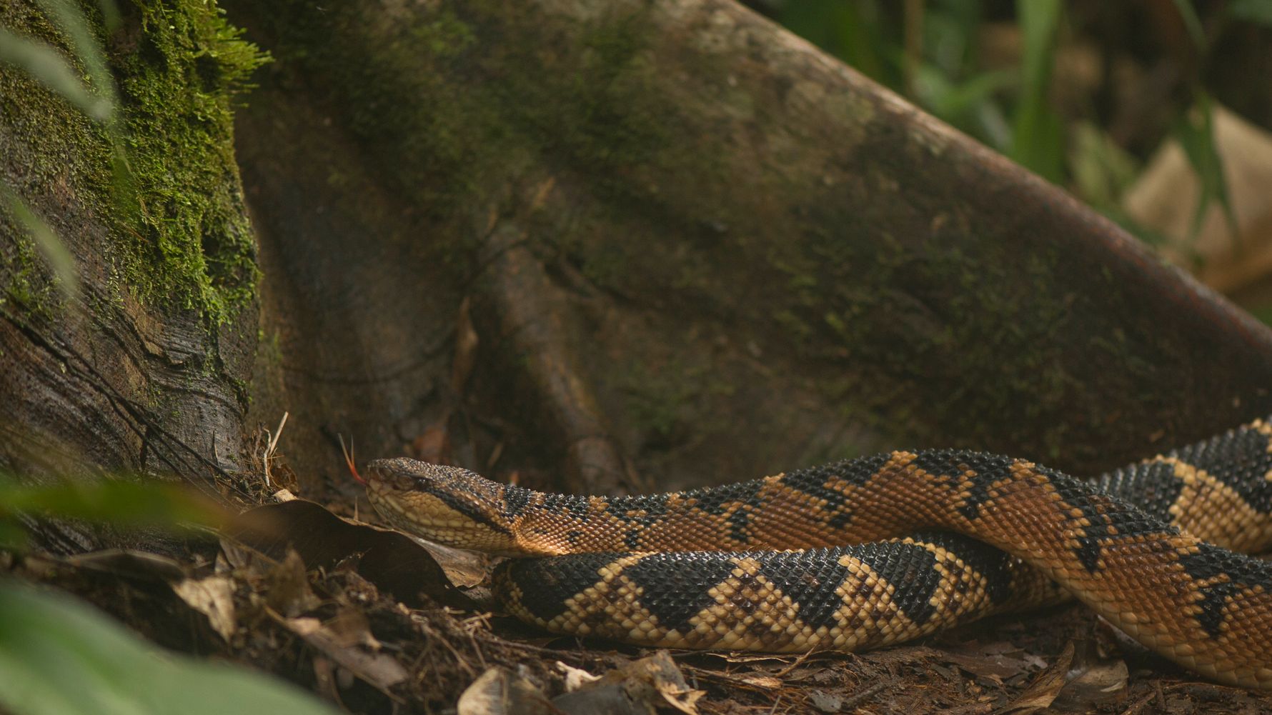 Naturguideausbildung: Eine Schlange am Fusse eines Baumes