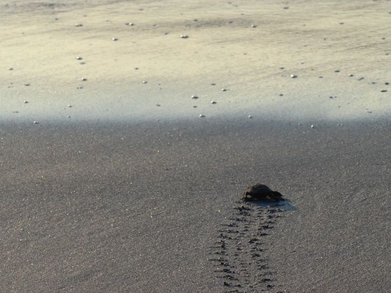 Fuer eine Babyschildkroete ist der Weg zum Ozeane eine gefaehrlich und sehr muehsam