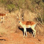 freiwilligenarbeit-suedafrika-erfahrungsbericht-kundenfotos-artenschutz-antilope-natucate