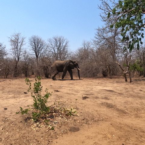natucate-blog-erfahrungsberichte-malawi-theo-elefant