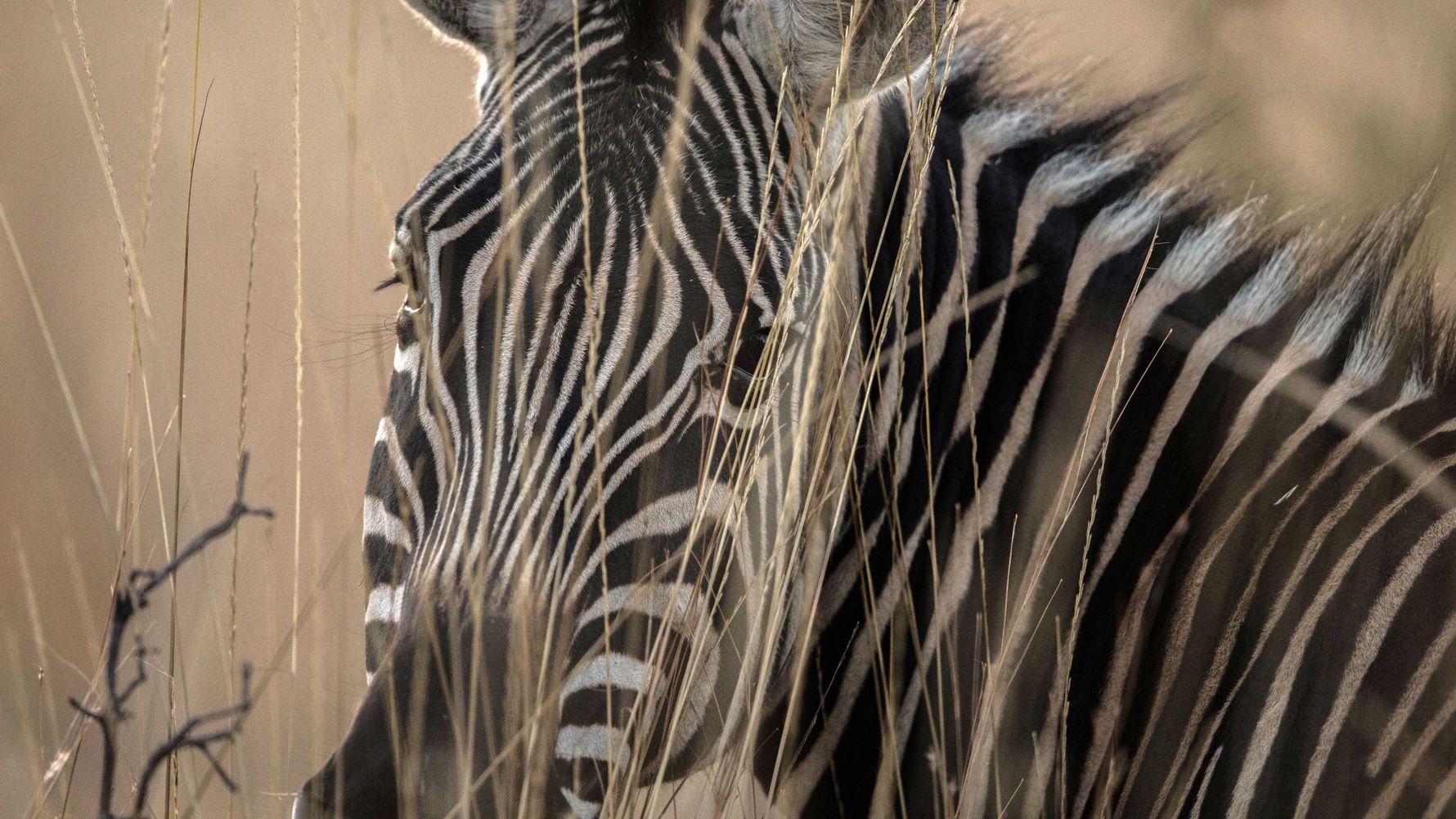 blog-ratgeber-safari-sambia-fuenf-gruende-zebra-natucate