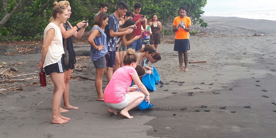 Freiwilligenarbeit in Costa Rica: Voluntaere lassen kleine Schildkroeten in die Freiheit