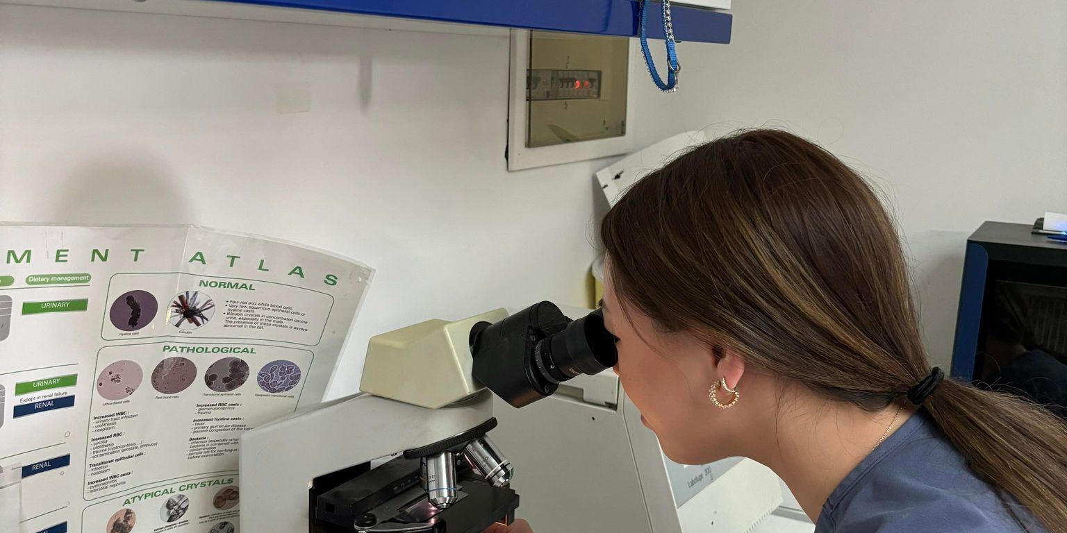 natucate-praktikum-griechenland-tiermedizin-mikroskop