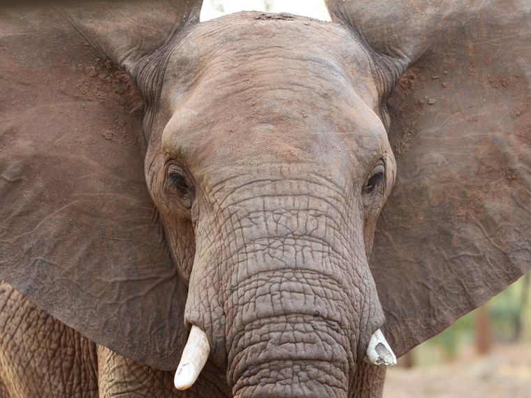Artenschutz mit Elefanten: Die nah aufnahme eines Afrikanischen Elefanten