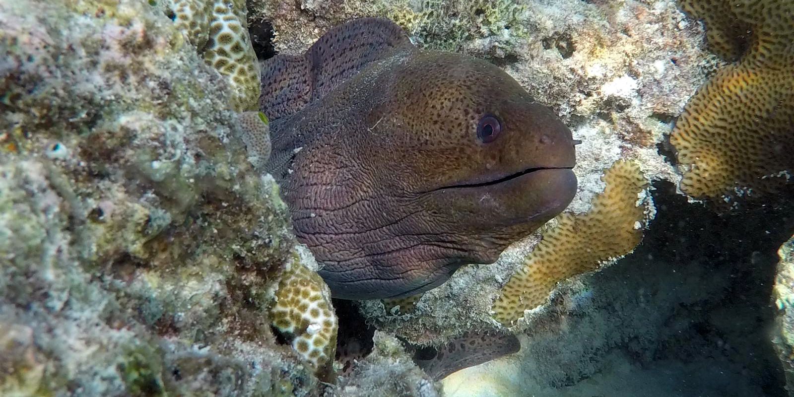 A moray eel in a coral reef off the Maldivian coast in the Indian Ocean