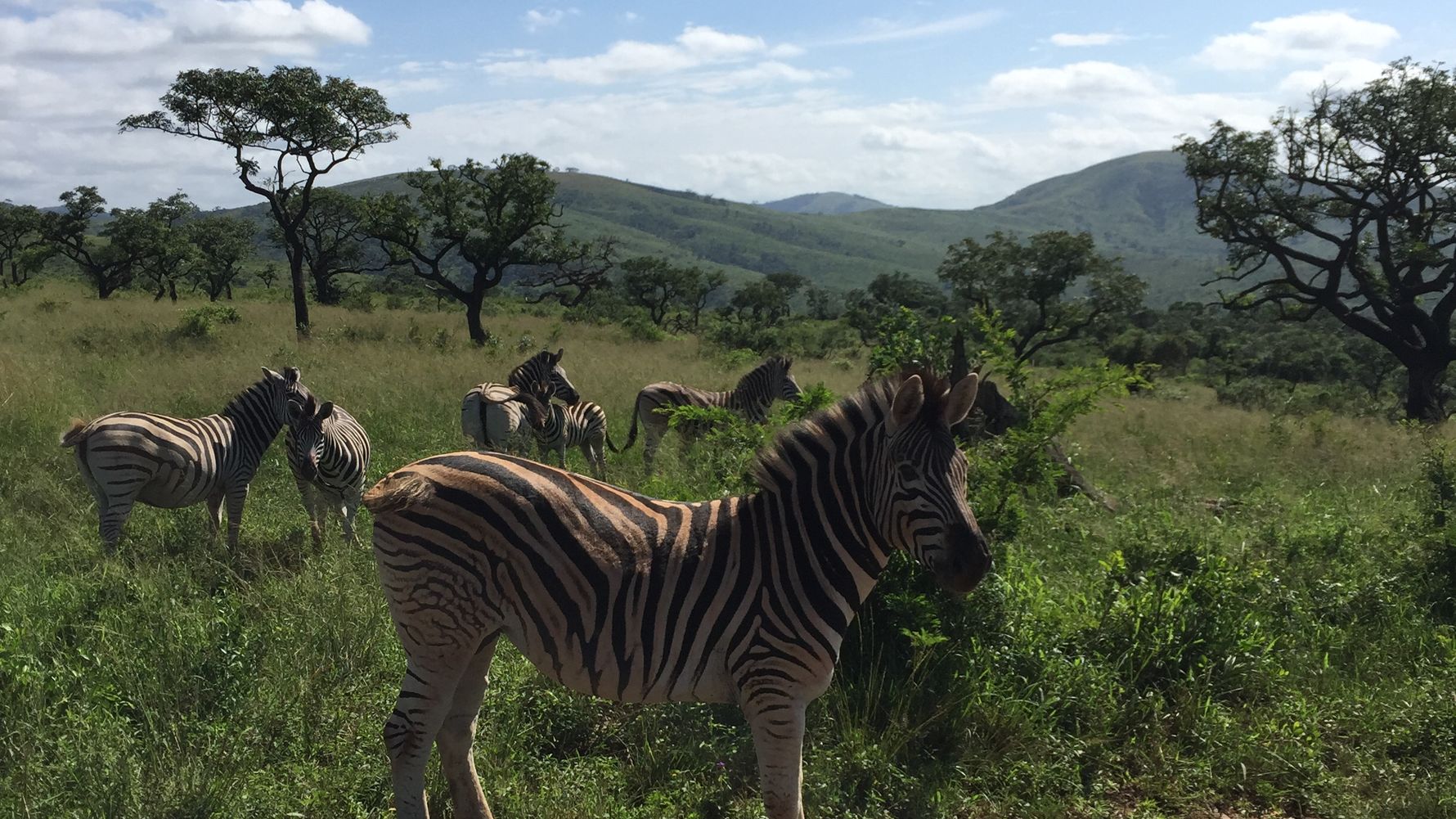 Eine Zebraherde steht zusammen in der Savanne