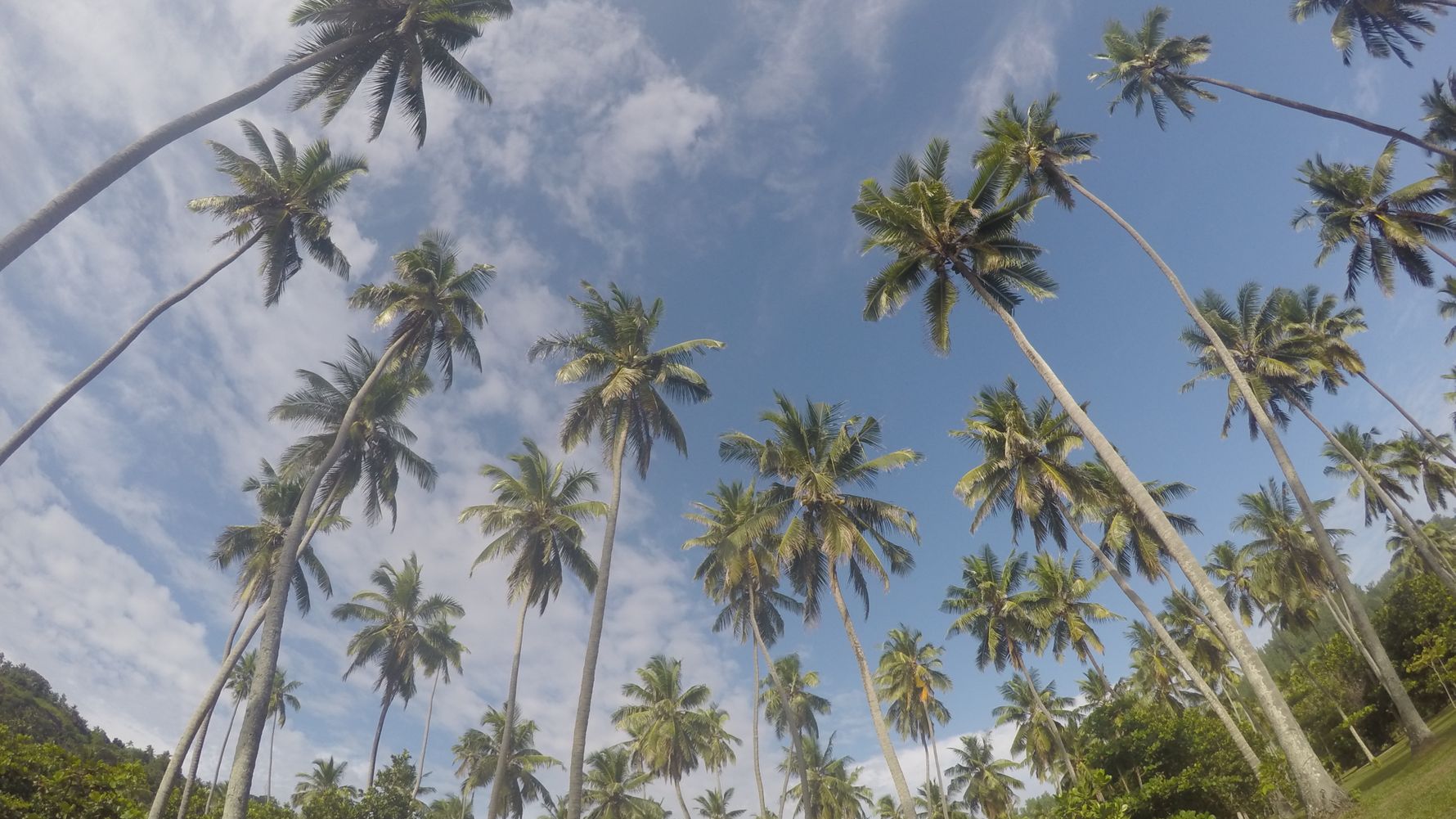 Auslandsaufenthalt: Viele Palmen in einem Gebiet