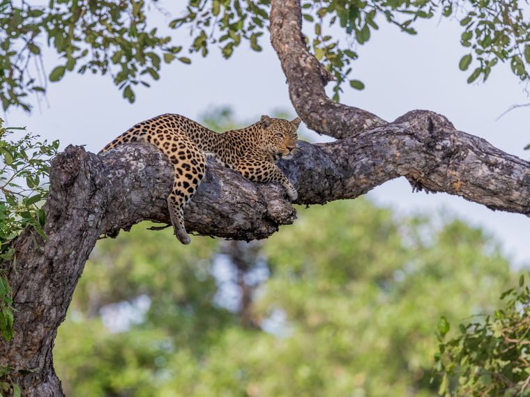 natucate-trip-zambia-safari-walking-robin-pope-mobile-header-leopard
