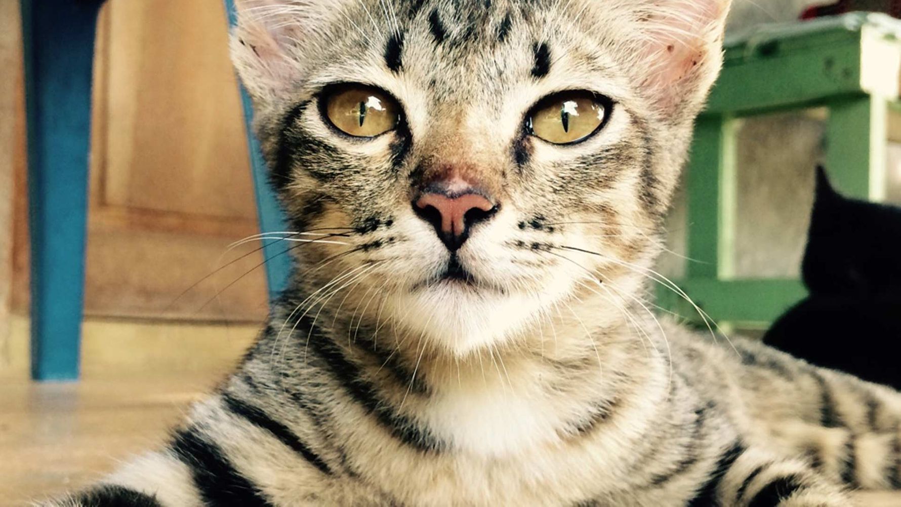 Voluntary work with animals abroad: cat in an animal shelter in Thailand