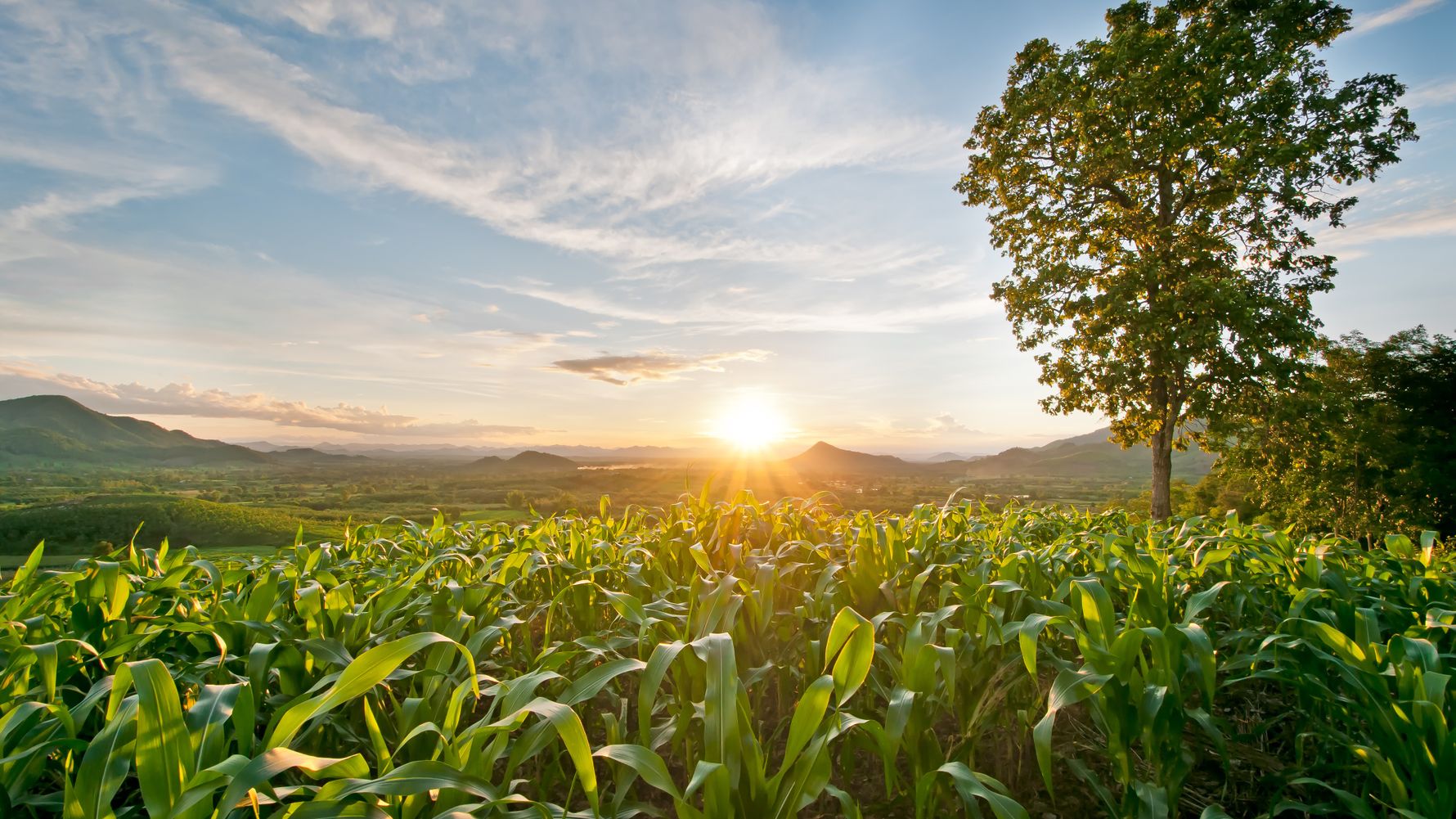 blog-ratgeber-usa-mittlerer-westen-maisfeld-natucate