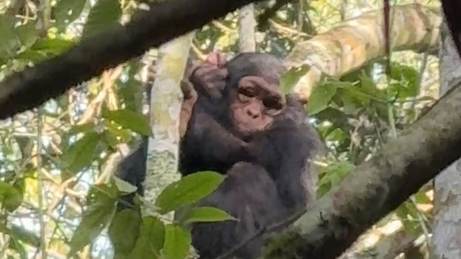 Chimpanzee in a tree