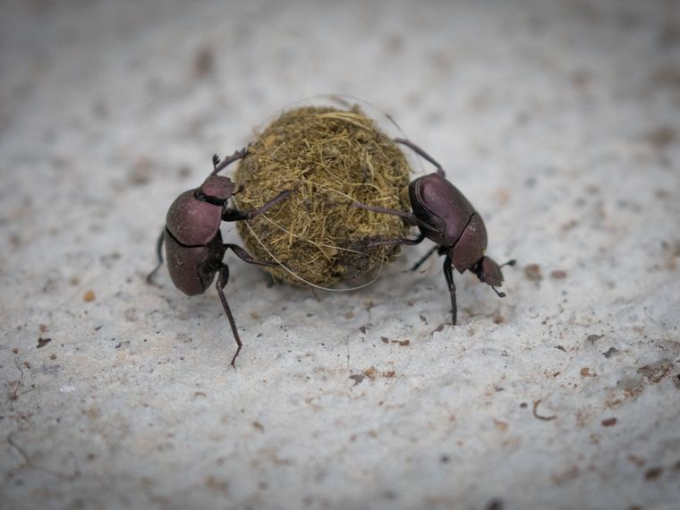 erfahrungsberichte-suedafrika-fgl1-rangerausbildung-kundenfotos-mistkaefer-natucate
