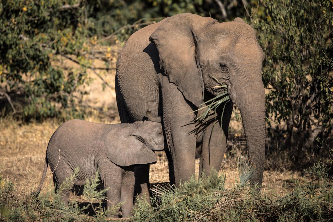 natur-und-rangerkurs-kenia-field-guide-level1-elefanten-natucate