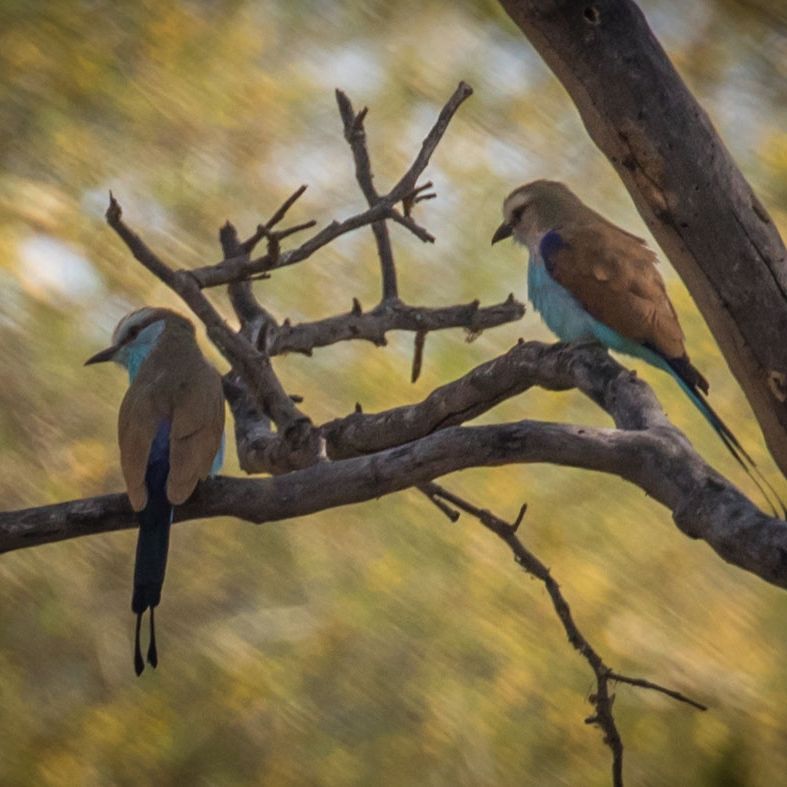 erfahrungsbericht-rangerausbildung-birding-afrika-natucate