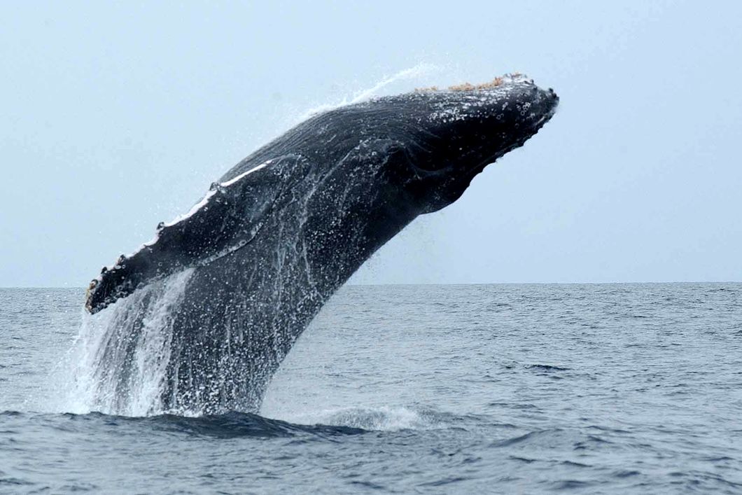 A humpback whale is soaring up from the water in the Indian Ocean